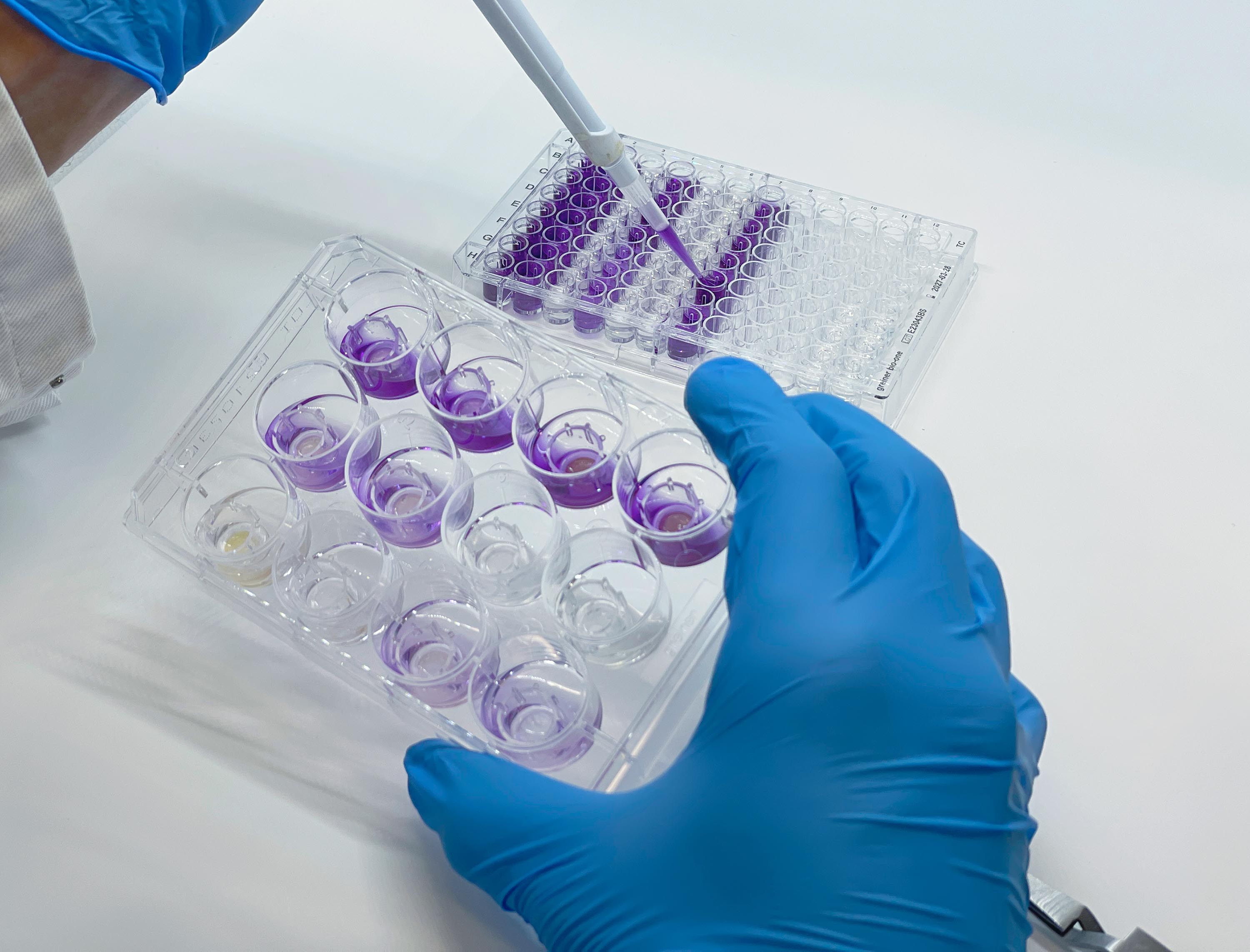 In Vitro Toxikologie